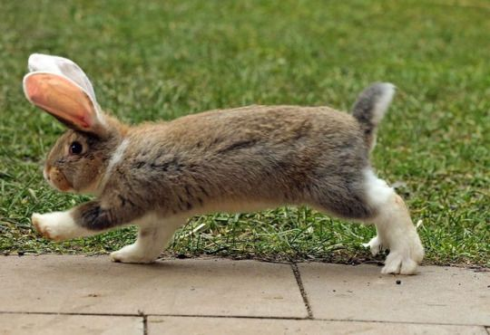 How to Walk a Rabbit