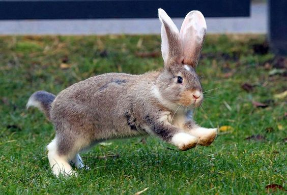 Rabbit Walking